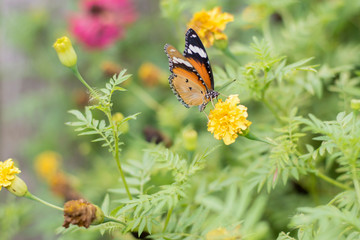 butterflies in a beautiful flower garden