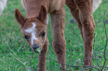 Cute little alpaca 