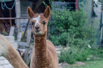 Cute little alpaca 