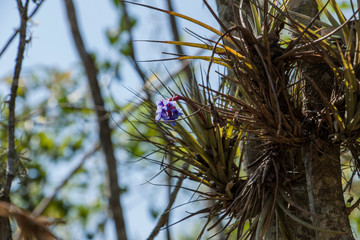 airplants tillandsias in a tree