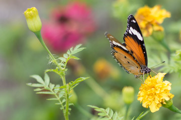 butterflies in a beautiful flower garden