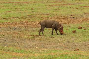 Wild boar in the Savannah