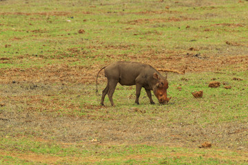 Wild boar in the Savannah