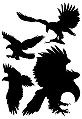 soaring eagles vector illustration