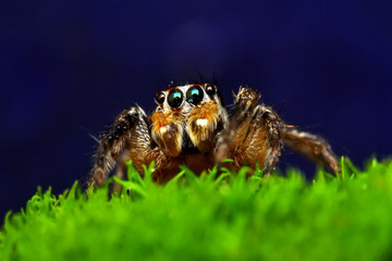 Beautiful spider on a spider web- Stock Image     