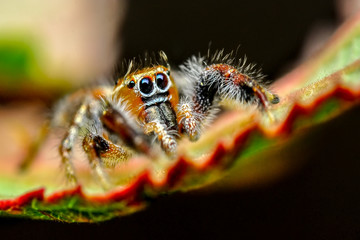 Beautiful spider on a spider web- Stock Image     