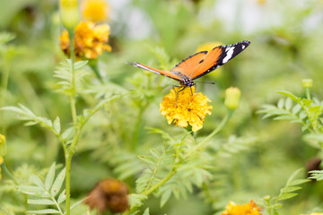 butterflies in a beautiful flower garden