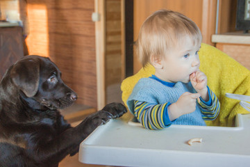 Dog, labrador and little boy. A dog begging for food from a child.