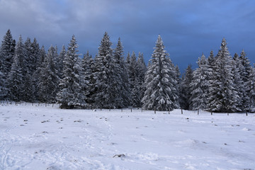 Trees in a winter scenery
