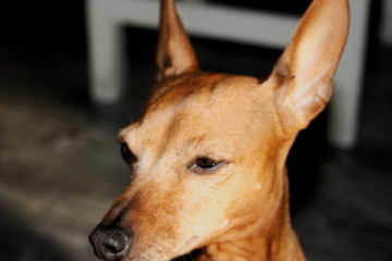 small puppy of dog of breed zwerg pinscher of brown or red fawn tan.