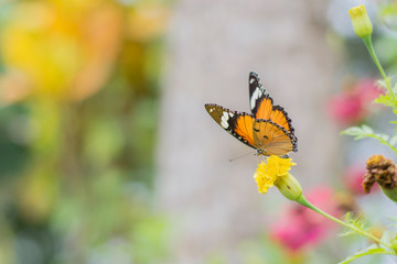 butterflies in a beautiful flower garden