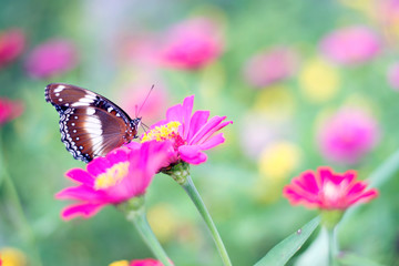 Naklejka na ściany i meble butterflies in a beautiful flower garden
