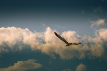 An elegant flight of a bird over the sea in morocco in summer