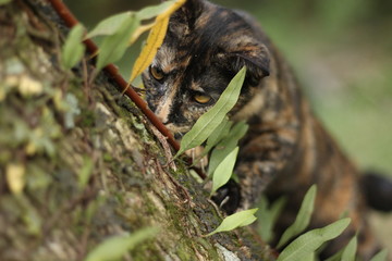 Hunter cat