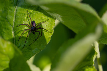 Spiders