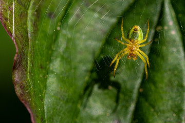 Spiders