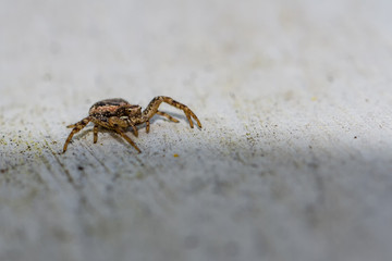 Spiders
