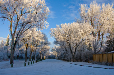 Winter Frost Saskatchewan