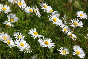 close-up of a daisy lawn ( Bellis perennis ) in bloom