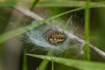 Spiders