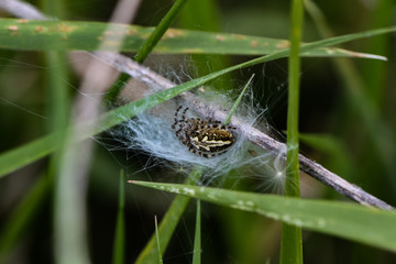 Spiders