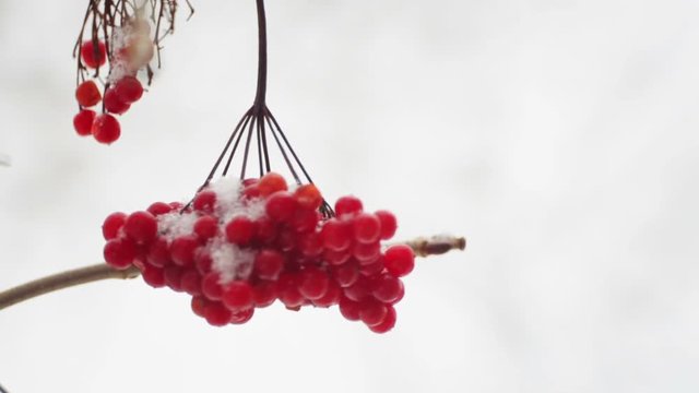 Fruits of viburnum in winter on a tree in the snowfall. Fruits of berries on a branch in winter.
