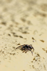 Spiders