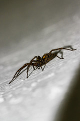Spiders