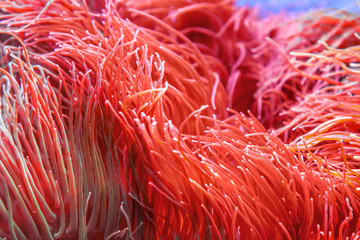 Pink seawater anemones