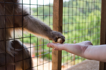 Monkey grabbing a peanut from a person's hand