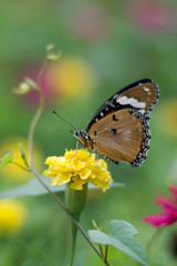 butterflies in a beautiful flower garden