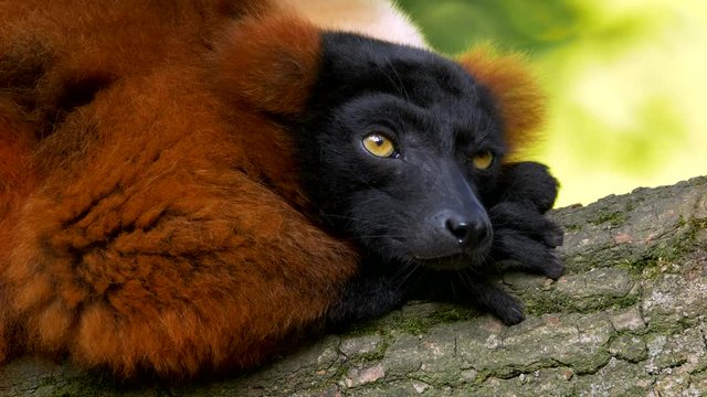 Red ruffed lemur sleepy portrait