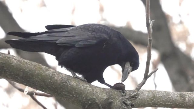 Rook in tree with nut. Rook found and pecked walnut, but shell is empty, after which he disappointedly croak, punishes. Super slow motion 1000 fps
