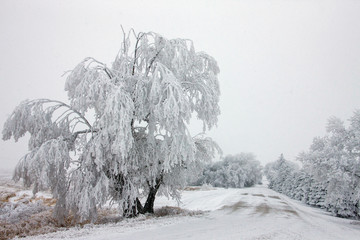 Winter Frost Saskatchewan
