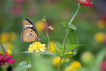 Fototapeta na wymiar butterflies in a beautiful flower garden