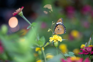 butterflies in a beautiful flower garden