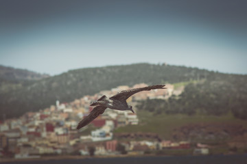 Fototapeta na wymiar An elegant flight of a bird over the sea in morocco in summer