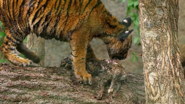 Sumatran tiger cub (Panthera tigris sondaica) eating carrion