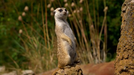 Meerkat on watch