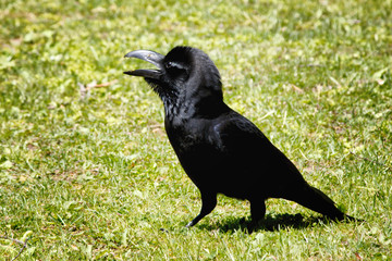 Japanese Jungle Crow