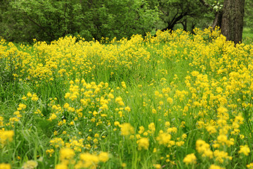 Big blooming meadow with yellow flowers in the forest