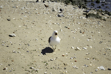 Seagull on sea