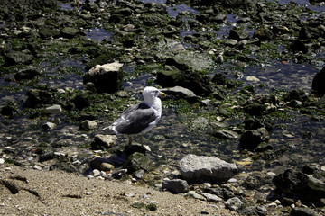 Seagull on sea