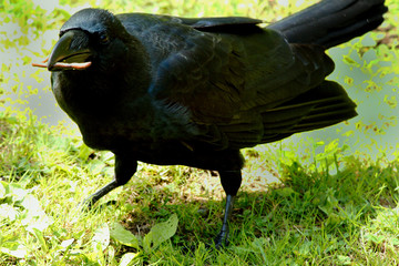 Crow with worm