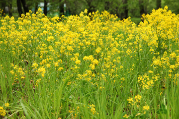  Meadow with green grass and yellow flowers on forest background