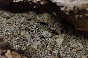 Fish inhabiting the limestone cave