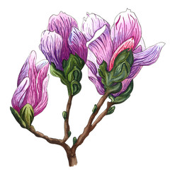 Watercolor illustration of pink Magnolia flowers. Magnolia Branch with flowers and leaves.