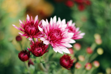 Fototapeta premium Amazing chrysanthemums of the queen of autumn. When everything dies they come to life.