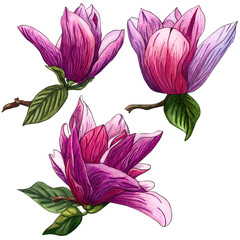 Set of watercolor pink Magnolia flowers. Magnolia Branch with flowers and leaves.