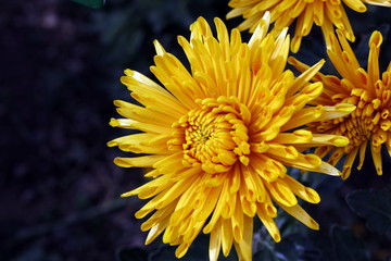 Amazing chrysanthemums of the queen of autumn. When everything dies they come to life.